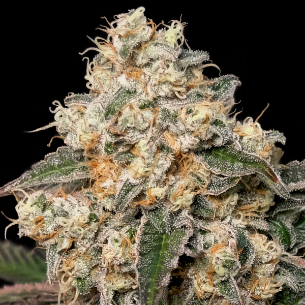 Advanced Seeds - Forbidden Fruit Cake