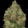 Advanced Seeds - Auto Critical Soma