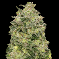 Advanced Seeds - Auto Afghan Skunk