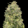 Advanced Seeds - Auto Afghan Skunk