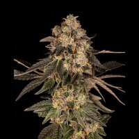 Cookies - Cherry Fritter - Apple Fritter X (Cherry Pie X Planet Purple) (Feminisiert) 6x Cannabis Samen