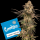 Cookies - Cherry Fritter - Apple Fritter X (Cherry Pie X Planet Purple) (Feminisiert) 6x Cannabis Samen