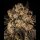 Cookies - Cherry Fritter - Apple Fritter X (Cherry Pie X Planet Purple) (Feminisiert) 6x Cannabis Samen