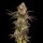 Cookies - Cherry Fritter - Apple Fritter X (Cherry Pie X Planet Purple) (Feminisiert) 6x Cannabis Samen