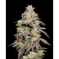 Cookies - Fried Banana - Guava Stardawg X Gelato 41 (Feminisiert) 6Seeds