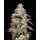 Cookies - Fried Banana - Guava Stardawg X Gelato 41 (Feminisiert) 6Seeds