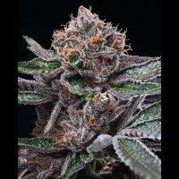 Cookies - Candy Candy - Runtz X Cherry Pie X Planet Purple (Feminisiert) 6x Cannabis Samen