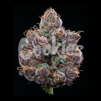 Cookies - Candy Candy - Runtz X Cherry Pie X Planet Purple (Feminisiert) 6x Cannabis Samen