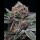 Cookies - Candy Candy - Runtz X Cherry Pie X Planet Purple (Feminisiert) 6x Cannabis Samen