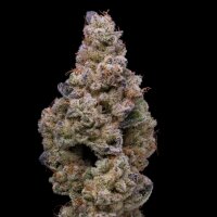 Cookies - Crispy Sugar - 6x Seeds