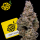 Cookies - Crispy Sugar - 6x Seeds