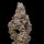 Cookies - Crispy Sugar - 6x Seeds