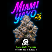Cookies - Miami Yayo - 3x Seeds