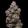 Cookies - Miami Yayo - 3x Seeds