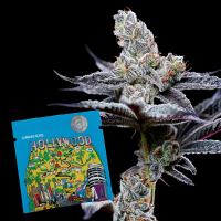 Cookies - RS11 × Hollywood - 6x Seeds