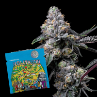 Cookies - Sunset Sherb × Hollywood - 6x Seeds
