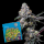 Cookies - Sunset Sherb × Hollywood - 6x Seeds