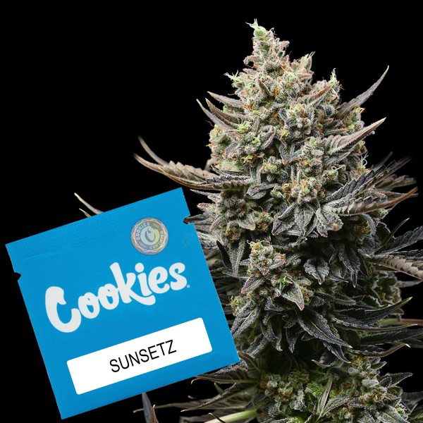 Cookies - Sunsetz - 3x Seeds