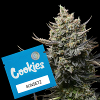 Cookies - Sunsetz - 3x Seeds