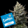 Cookies - Sunsetz - 3x Seeds