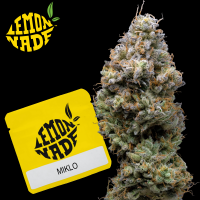 Cookies - Miklo - 3x Seeds