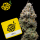 Cookies - Miklo - 6x Seeds