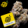 Cookies - Orange Cake - 3 x Seeds