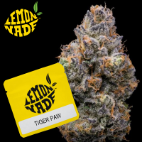 Cookies - Tiger Paw - 3x Seeds