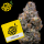 Cookies - Tiger Paw - 3x Seeds