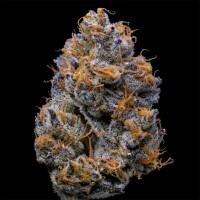 Cookies - Velvet Cream - 6x Seeds
