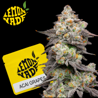 Cookies - Acai Grapes - Acai Gelato X Sunset Sherbet...