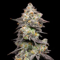 Cookies - Acai Grapes - Acai Gelato X Sunset Sherbet (Feminisiert) 6x Cannabis Samen
