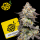 Cookies - Acai Grapes - Acai Gelato X Sunset Sherbet (Feminisiert) 6x Cannabis Samen