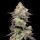 Cookies - Acai Grapes - Acai Gelato X Sunset Sherbet (Feminisiert) 6x Cannabis Samen