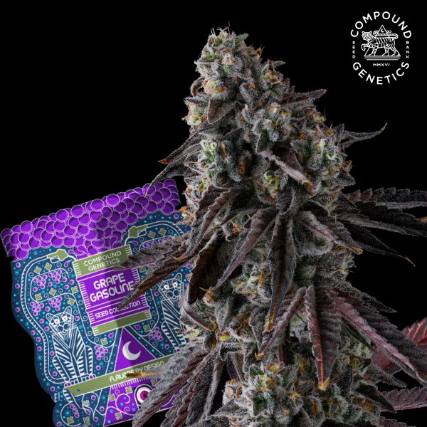 Compound Genetics - Fruit Riot – feminisierte Samen (3 Stück)