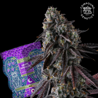 Compound Genetics - Fruit Riot – feminisierte Samen...