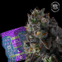 Compound Genetics - Fruit Riot – feminisierte Samen...