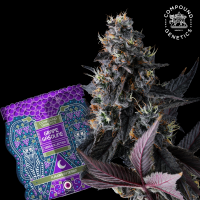 Compound Genetics – Giggin’ Grapes -...