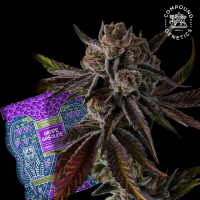 Compound Genetics – Purple Preserves - feminisierte...