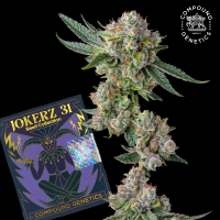 Compound Genetics -  Glue 31 - feminisierte Samen (3...