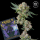 Compound Genetics -  Glue 31 - feminisierte Samen (3 Stück)