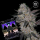 Compound Genetics - Honeycomb Pavé – feminisierte Samen (3 Stück)