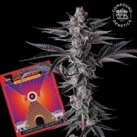 Compound Genetics - New Money - feminisierte Samen (3...