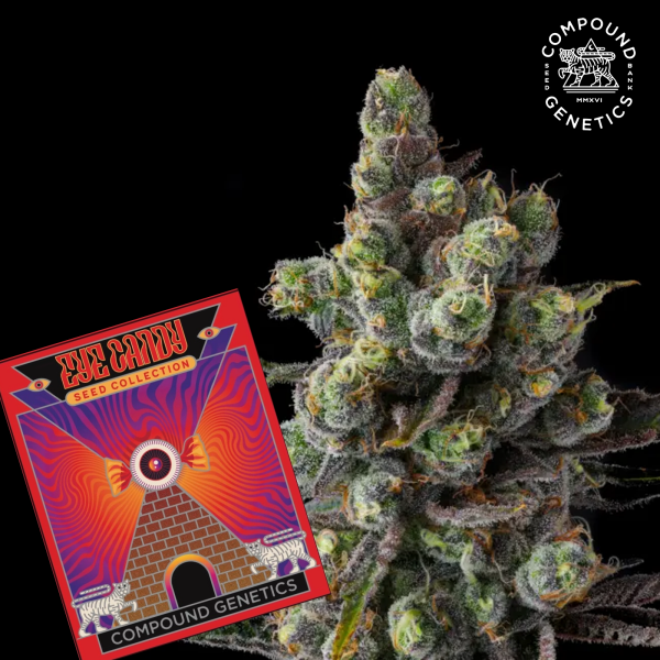 Compound Genetics - Mr Jones - feminisierte Samen (3 Stück)