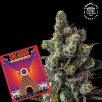 Compound Genetics - Mr Jones - feminisierte Samen (3...
