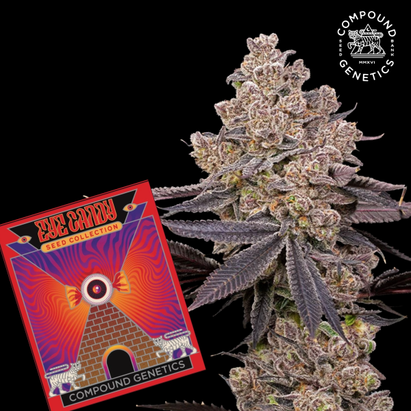Compound Genetics - Philbo Baggins - feminisierte Samen (3 Stück)