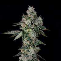 Wizard Trees – L.I.I.T. (New Yorker x Tea Time)