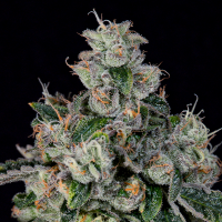 Wizard Trees – L.I.I.T. (New Yorker x Tea Time)