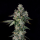 Wizard Trees – L.I.I.T. (New Yorker x Tea Time)