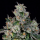 Wizard Trees – L.I.I.T. (New Yorker x Tea Time)